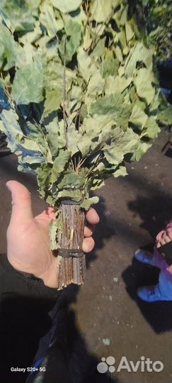 Веники для бани