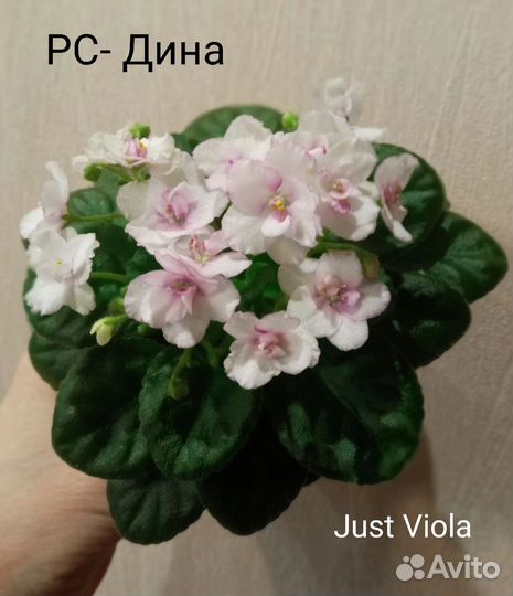 Детки сортовых фиалок