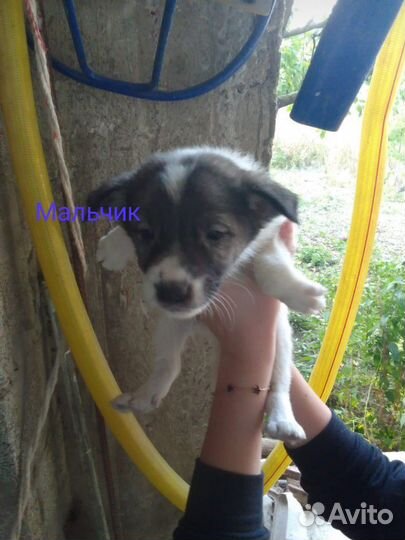 Щеночки в добрые руки (3) девочки (4) мальчика