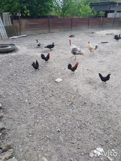 Утки,селезни