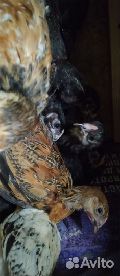 Цыплята Кобб 500,Гусята.Подростки.суточные