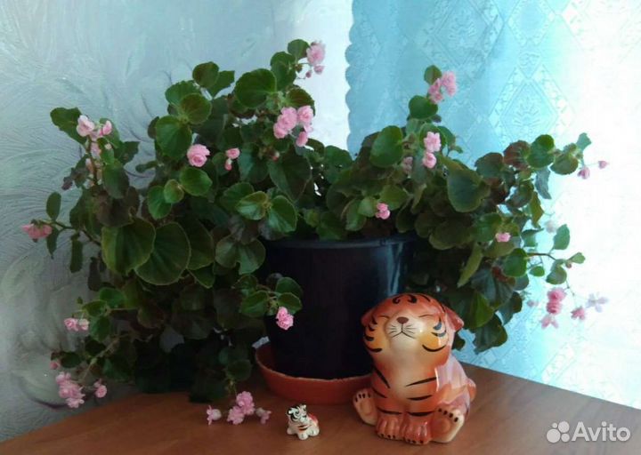 Бегония вечноцветущая розовая розочка