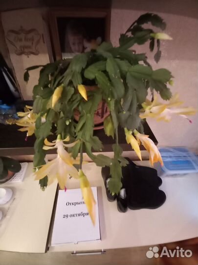 Декабрист шлюмбергера сортовые