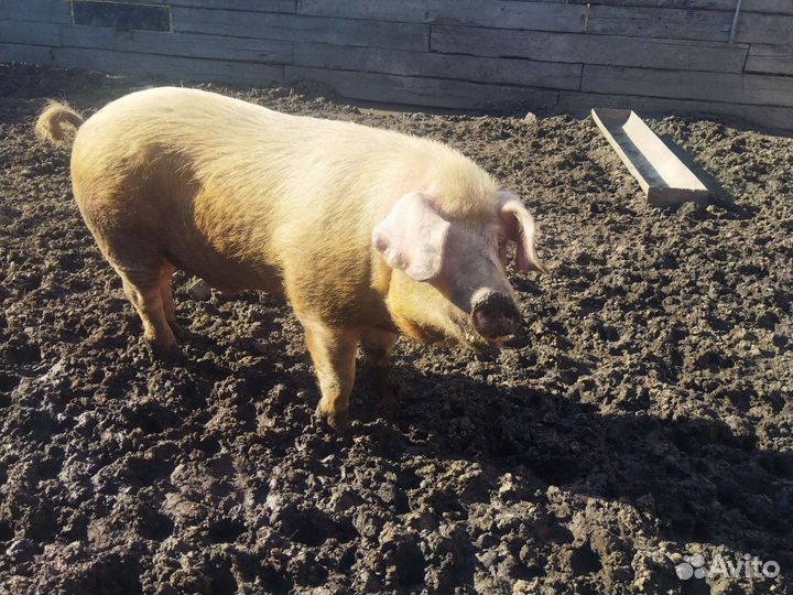 Кабан ландрас