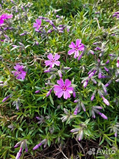 Флокс шиловидный(альпийский)