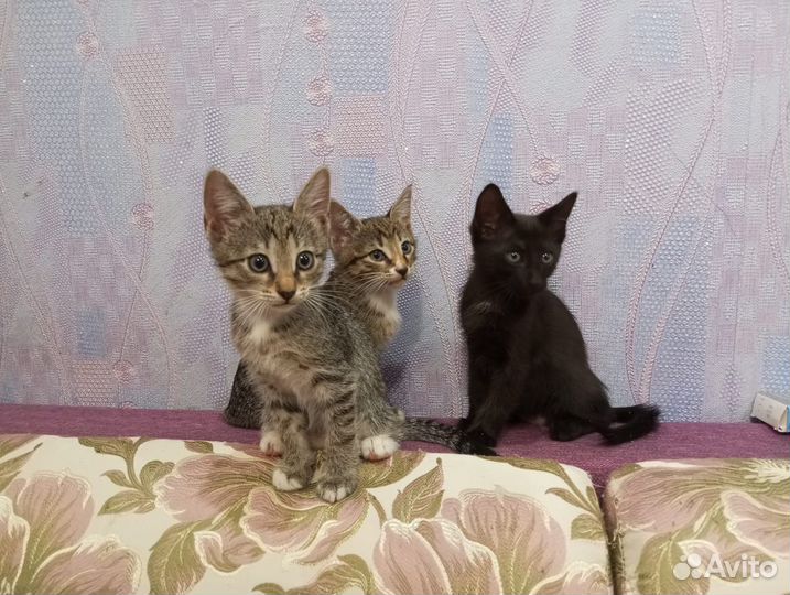 Отдам в добрые руки