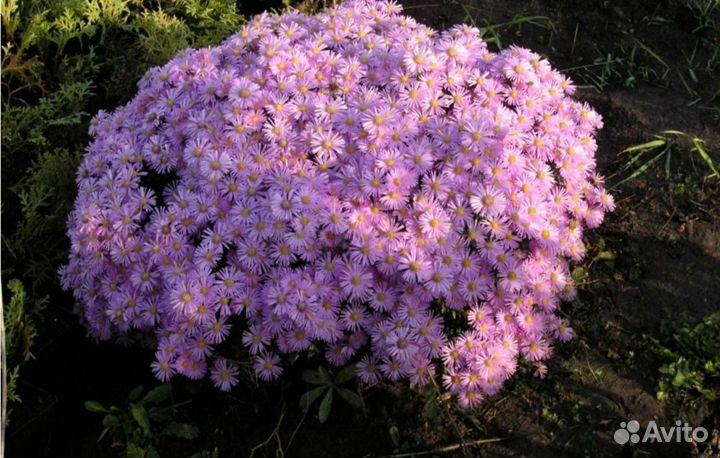 Многолетники, ампельные растения, почвопокровные