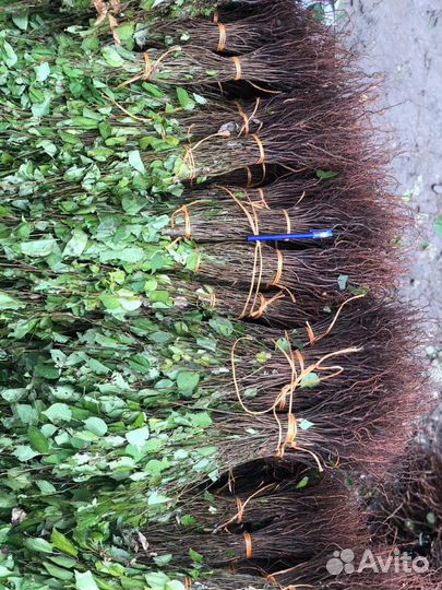 Подвой черенки