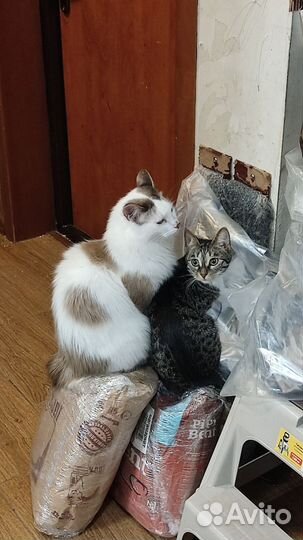 Молодая кошка в семью