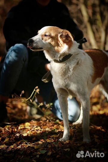 Душевный Бинго