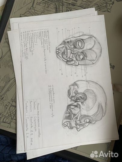 Художественные работы по анатомии человека