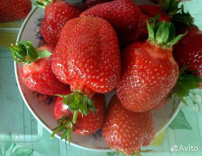 Рассада клубники