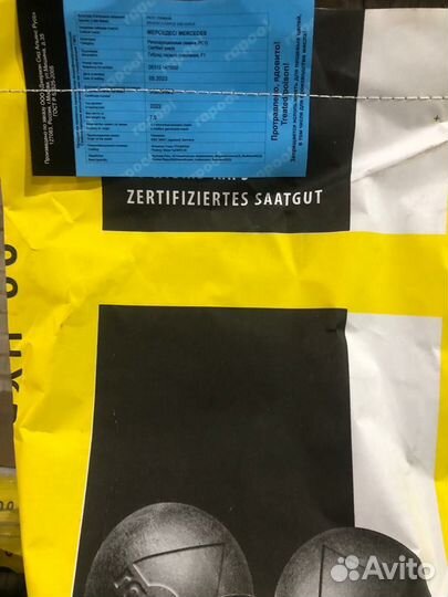 Семена озимого рапса