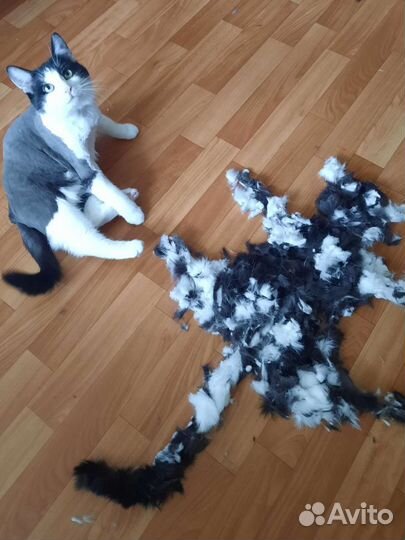 Груминг кошек выезд на дом