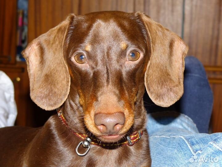 Кроличья такса вязка