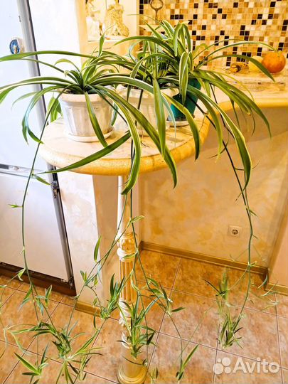 Хлорофитум пестролистный взрослый со стрелками