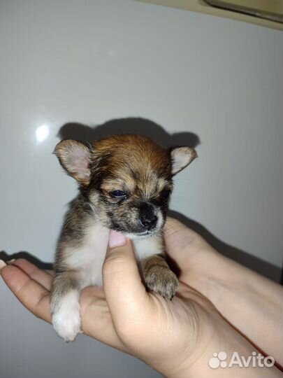 Щенки чихуахуа