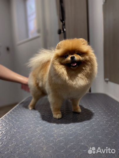 Груминг стрижка собак