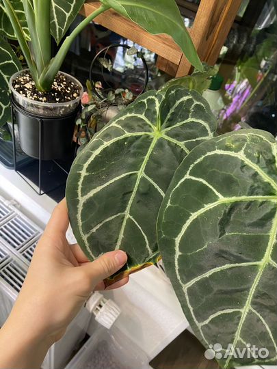 Антуриум кристаллинум гибрид