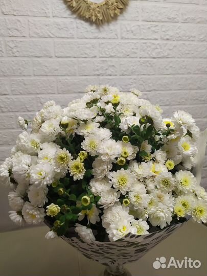 Хризантема мультифлора