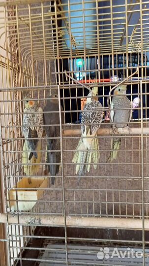 Попугаи корелла