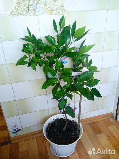 Цитрусовое дерево