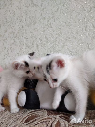 Кошка в дар бесплатно