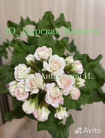 Пеларгония Ю Царская Невеста купить в Москве | Товары для дома и дачи ...