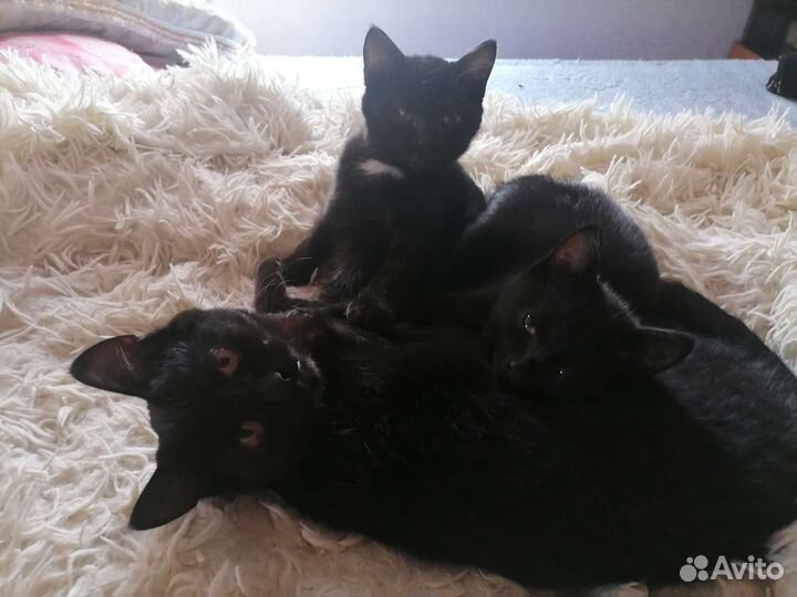 Кошка в дар