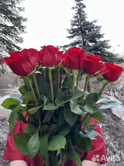 Розы 25 штук 70 см