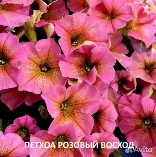 Рассада петунии Тайдал, Опера и петхоа