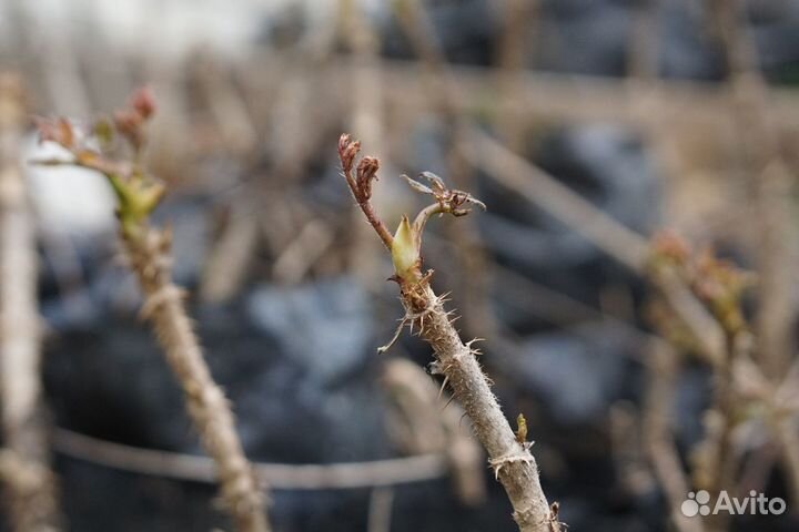 Саженцы колючих кустарников, шиповник и прочие