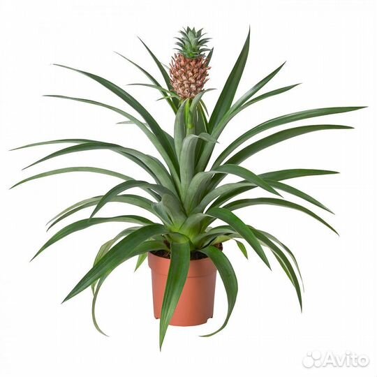 Ананас растение