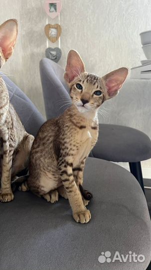 Ориентальные котята