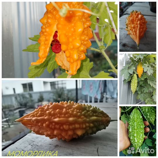 Момордика