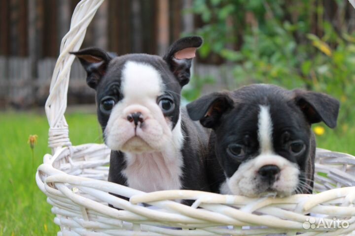 Щенки бостон терьер