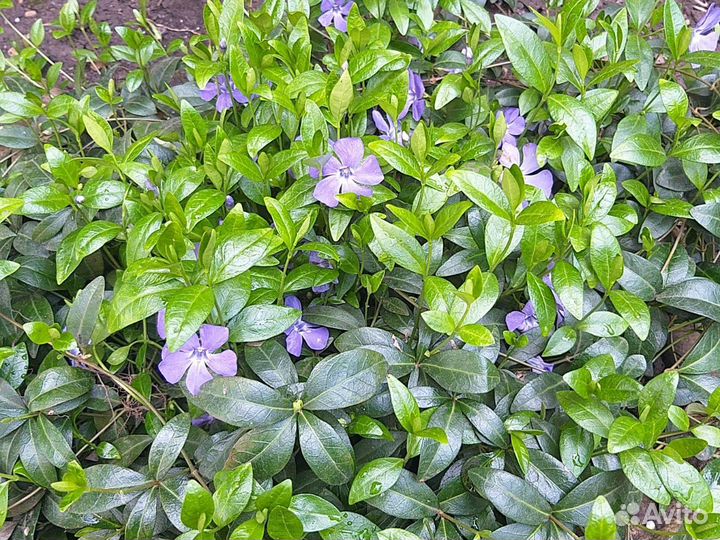 Чистец, борвинок, гвоздики, очитки, каменная роза