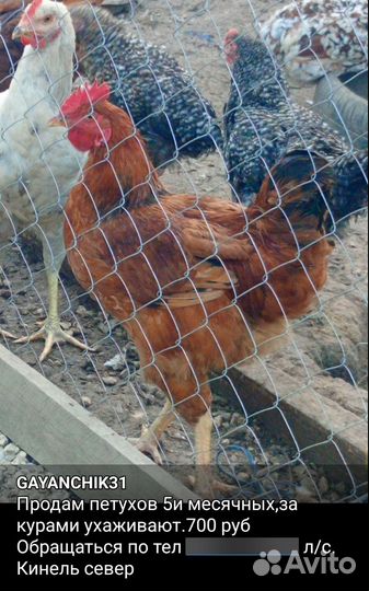 Молодые петухи