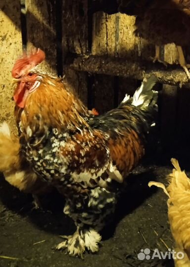 Петух брама 2,5 года