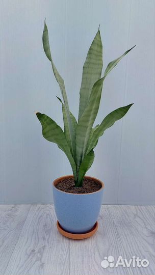 Сансевиерия Муншайн