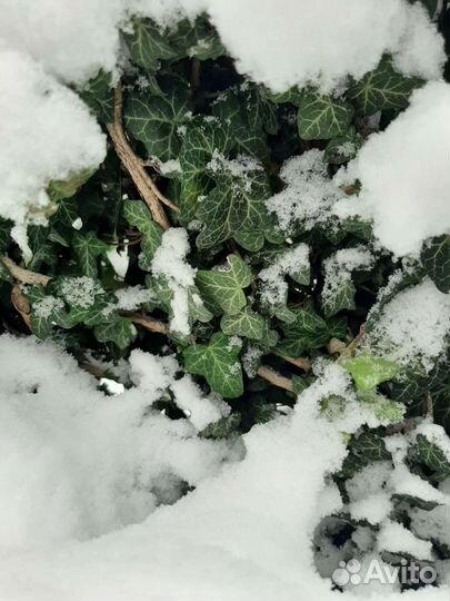 Плющ морозостойкий, черенки с корнями