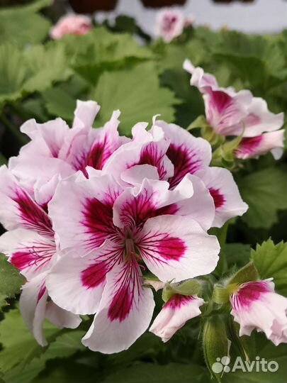 Пеларгония королевская