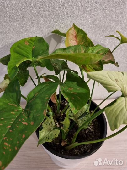 Сингониум три разных