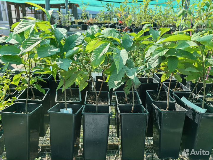 Саженцы Азимины, русское манго