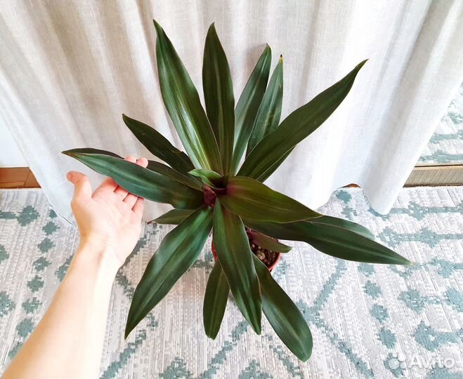 Оксалис фиолетовый кислица рео разноцветное