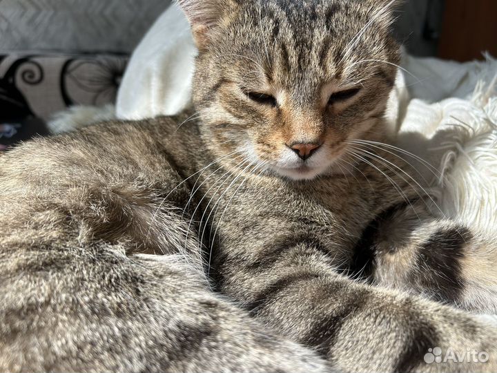 Котик бесплатно