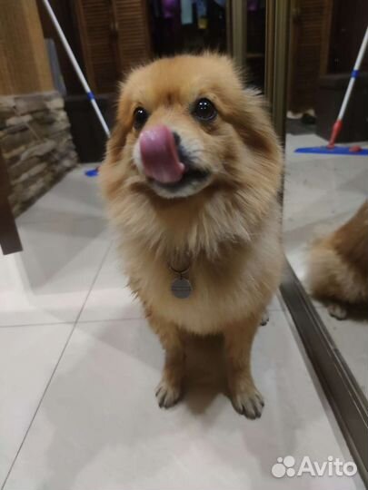 Кобель шпиц ищет невесту на вязку, нам нужен щенок