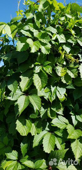 Девичий виноград