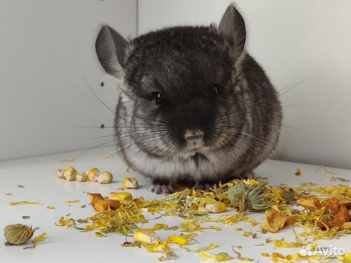 Шиншилла из домашнего питомника