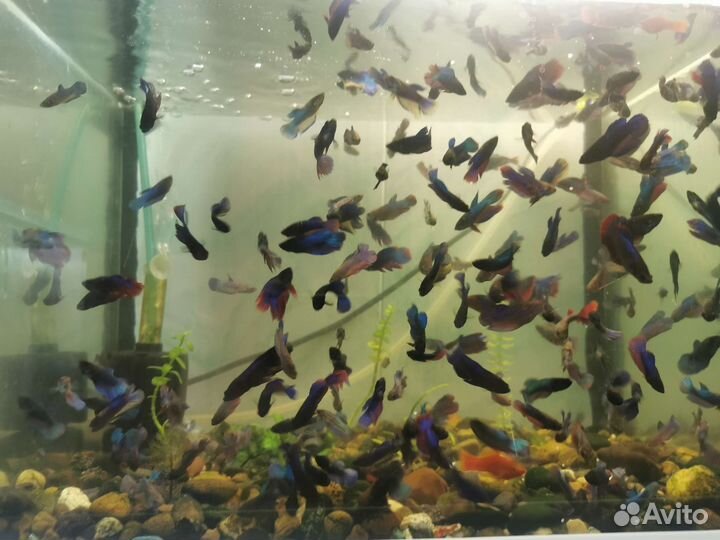 Аквариумные рыбки